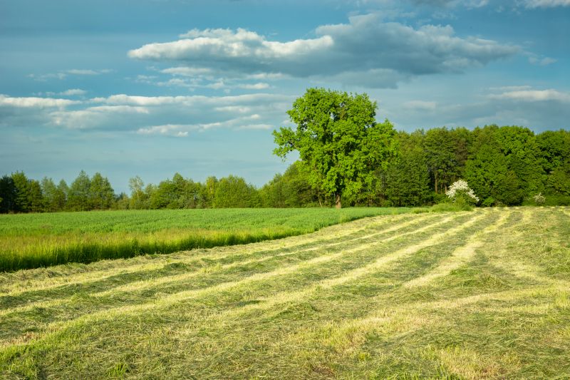 Pasture Clearing in Cumming, GA